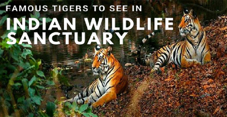 8 Most Famous Tigers To See In Indian Wildlife Sanctuary