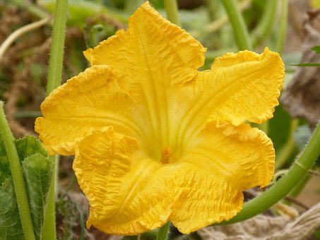 Squash Blossom