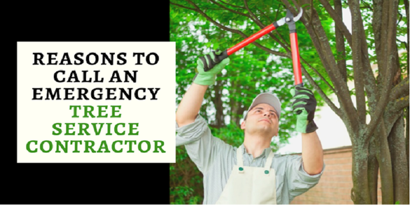 5 Main Reasons to Call an Emergency Tree Service Contractor