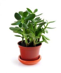 Jade Plant