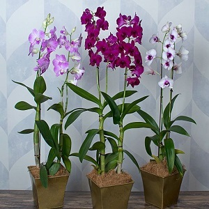 Orchids