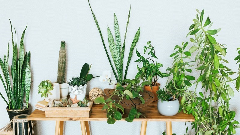 Top 6 Plants to Share Love and Happiness in an Eco friendly Way