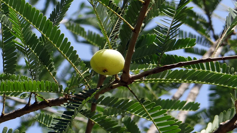 amla