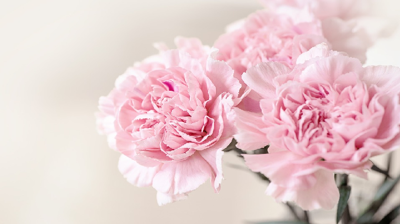 Carnations