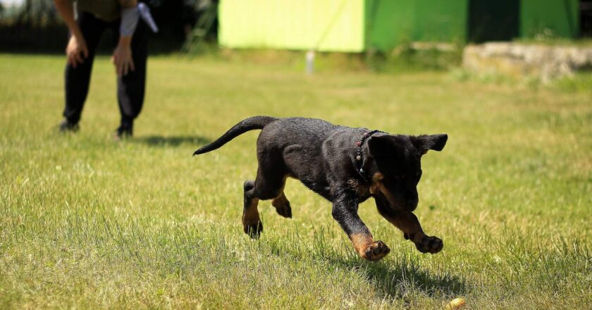 Challenges Faced by New Puppy Training Owners