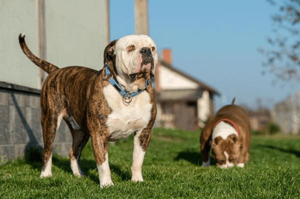 Is My Dog The Right Weight? | Dog Weight Chart In 2022